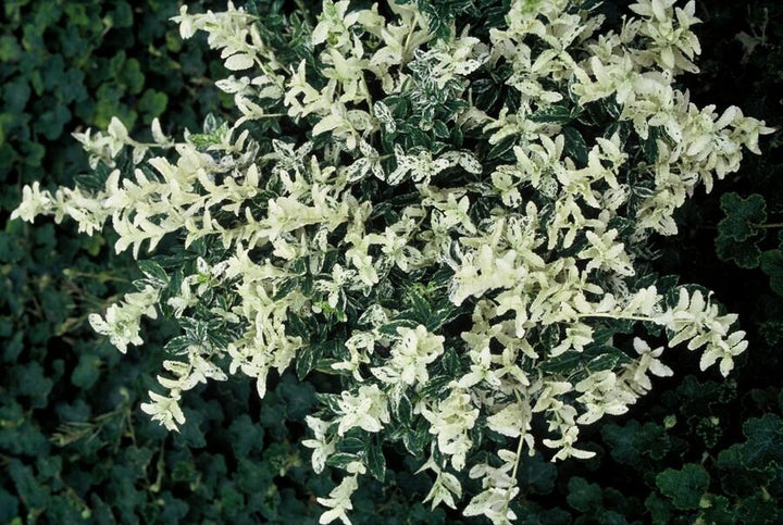 48x Euonymus fortunei 'Harlequin' Variegated Ground Cover - 10-25cm