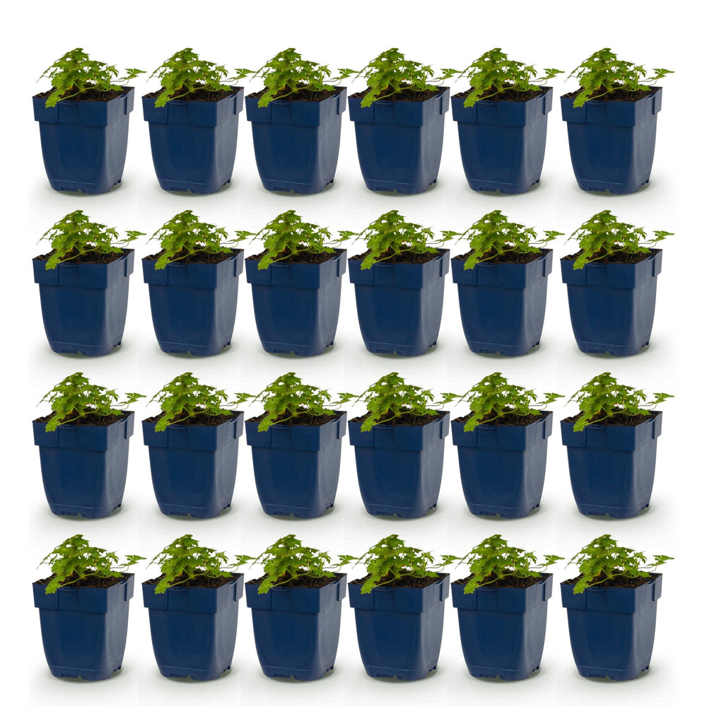24x Geranium macrorrhizum Spessart bigroot cranesbill in 11cm pots - view 2