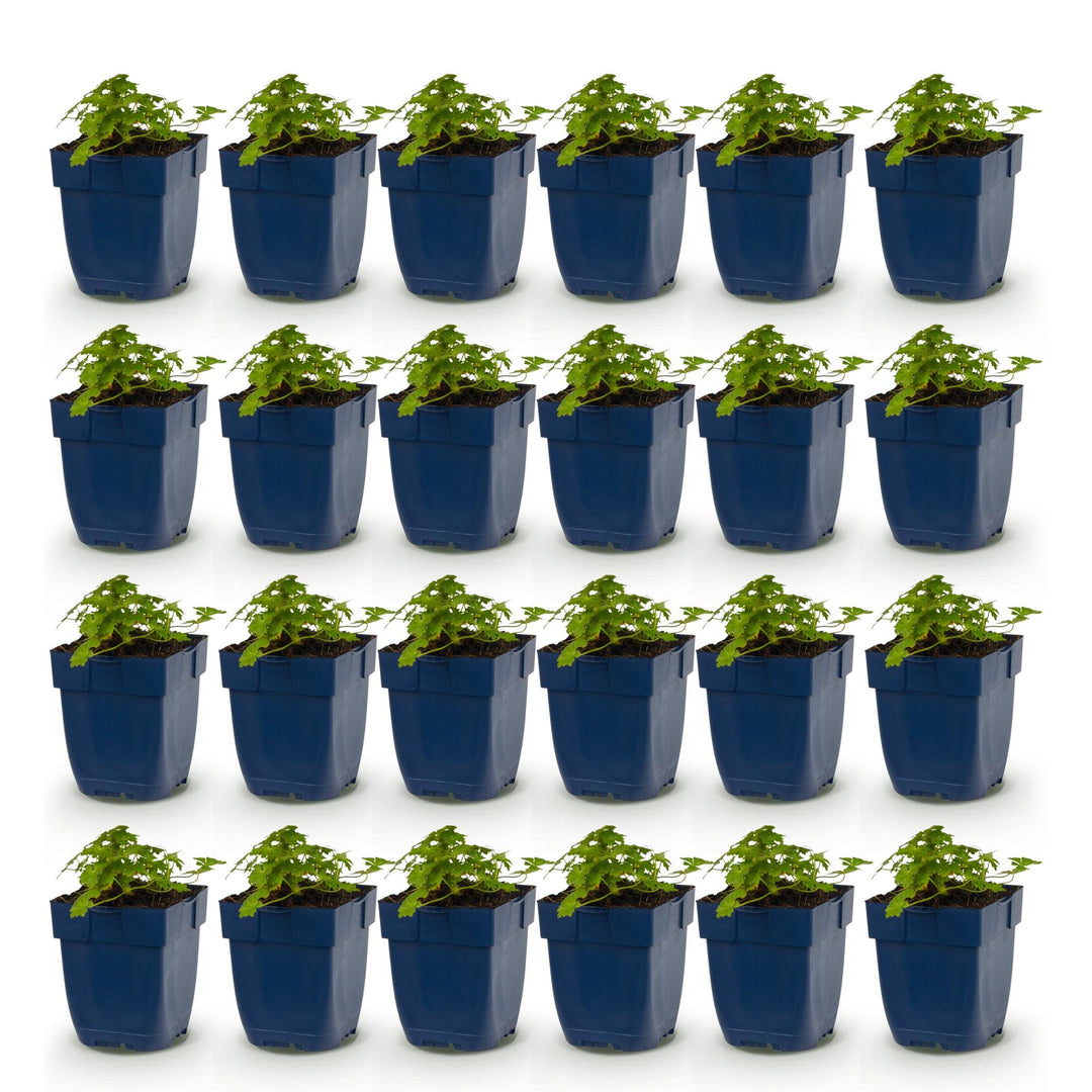 24x Geranium macrorrhizum Spessart bigroot cranesbill in 11cm pots - view 2