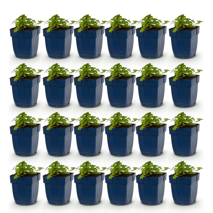 24x Geranium macrorrhizum Spessart bigroot cranesbill in 11cm pots - view 2