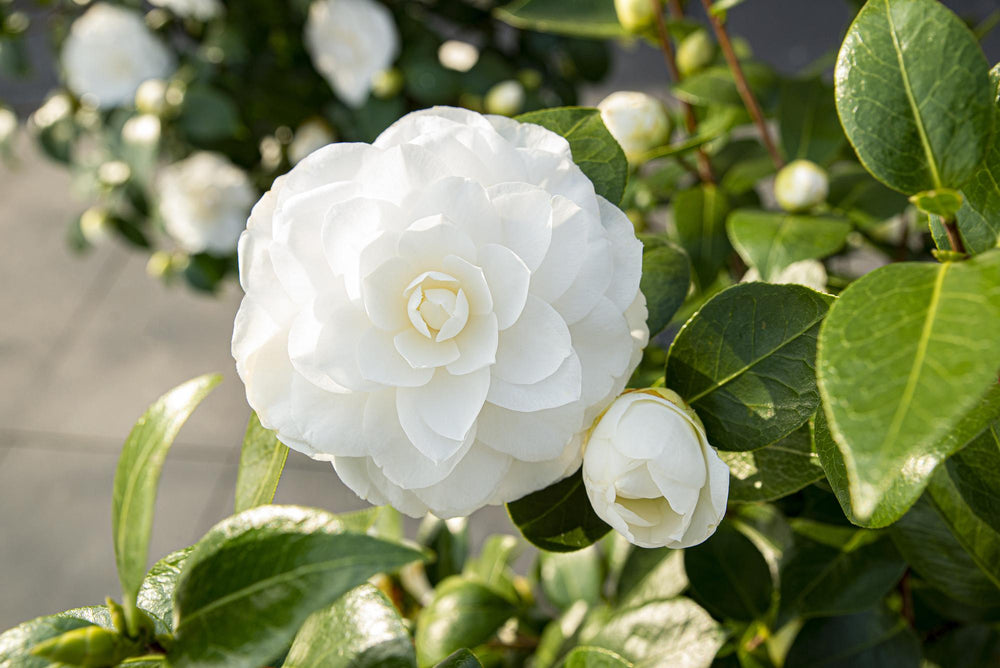 Camellia jap. 'Nuccio's Gem', lush decorative foliage, close-up view, by PlantGift.ie