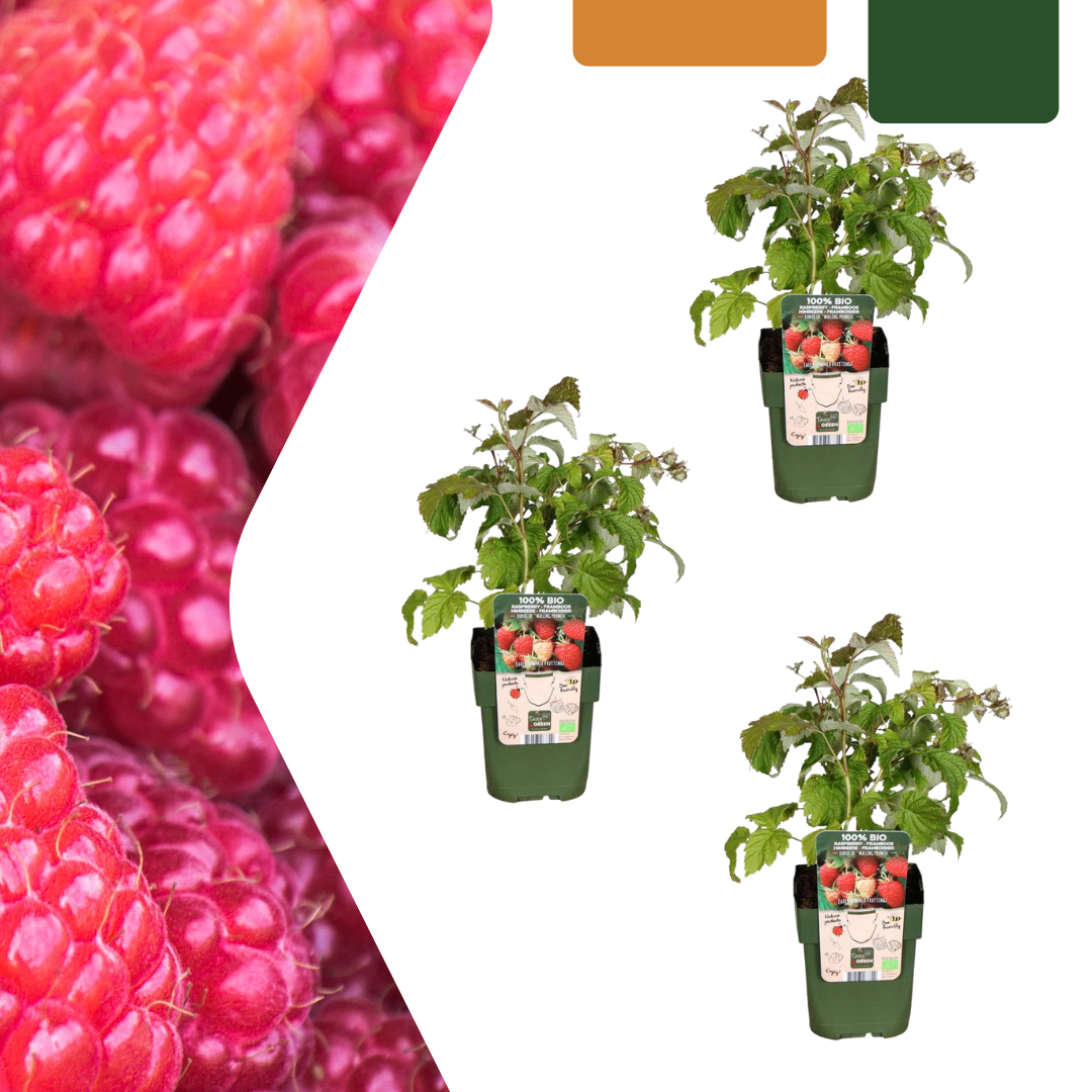 Organic Fruit & Berry Bushes