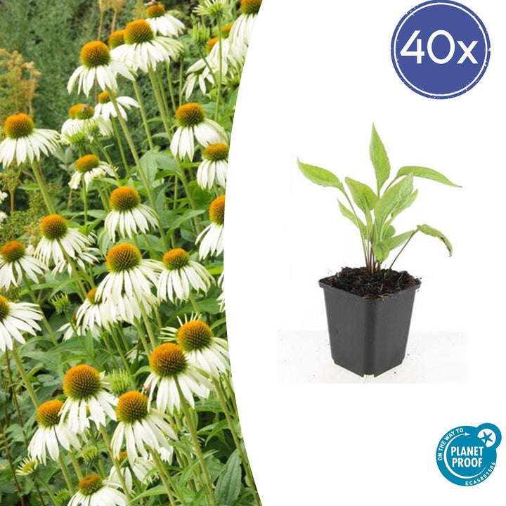40x White Swan Coneflower Plants - Echinacea purpurea - Ø9cm Pots