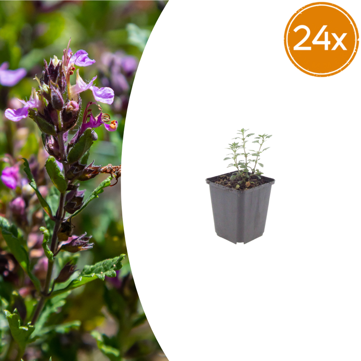 Healthy foliage and strong roots close-up of 24x Teucrium lucidrys - ↕10-25cm - Ø9cm