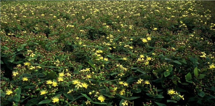 6x Hypericum inodorum - ↕10-25cm - Ø9cm alternative angle showing habit and leaf structure