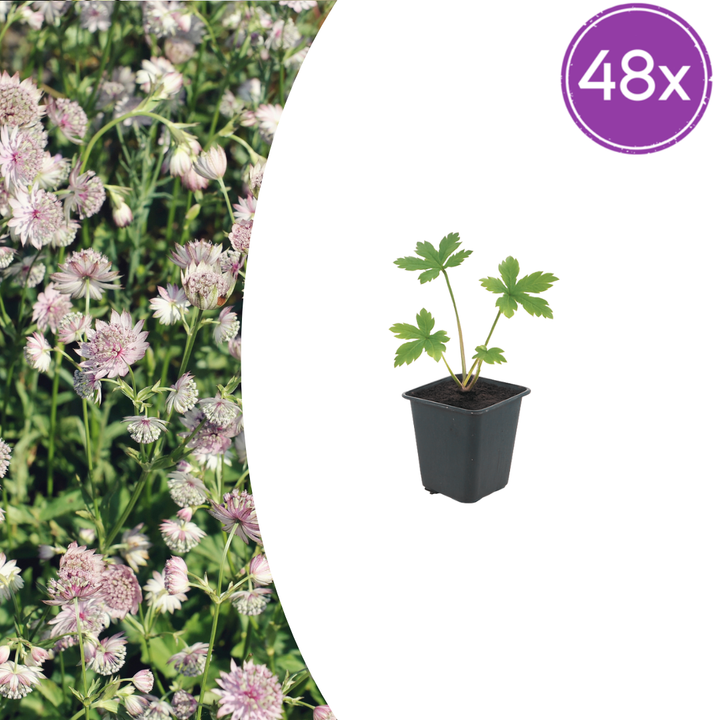 48x Astrantia major - ↕10-25cm - Ø9cm