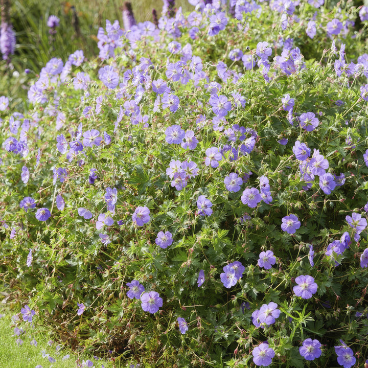 6x Geranium Rozanne - ↕10-25cm - Ø9cm packed for EU plant delivery from PlantGift.ie