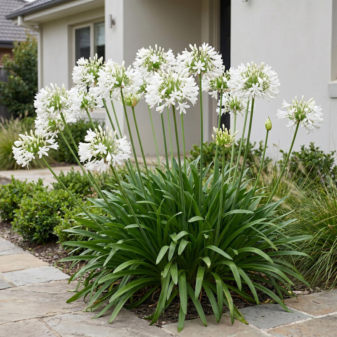 24x Agapanthus africanus 'Albus' African Lily - White - 11cm Pot - 15-25cm