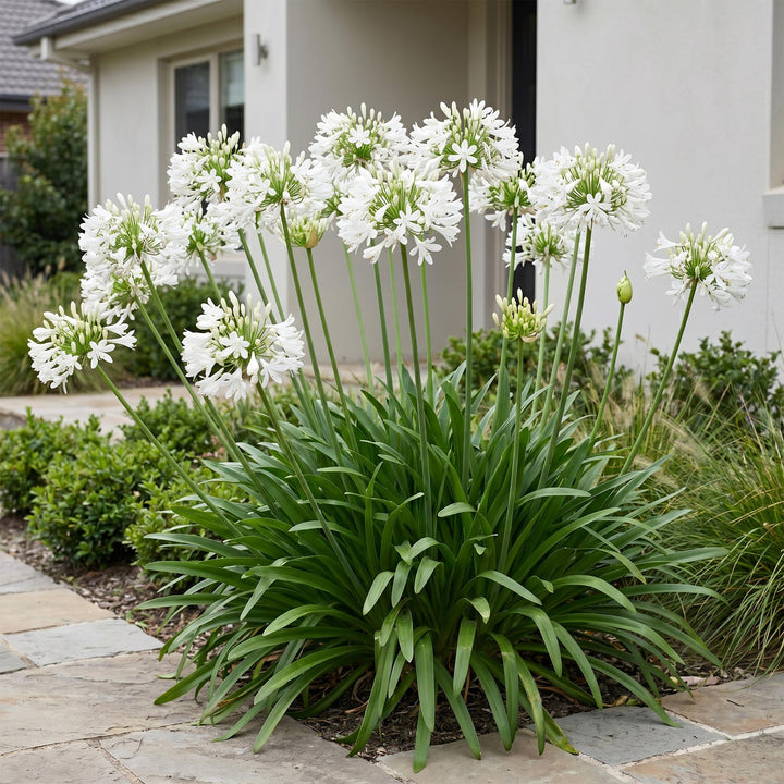24x Agapanthus africanus 'Albus' African Lily - White - 11cm Pot - 15-25cm