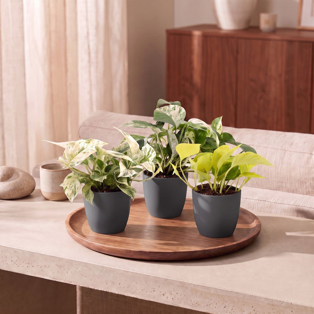 Epipremnum Tricolour indoor plants, pack of 3, image 3