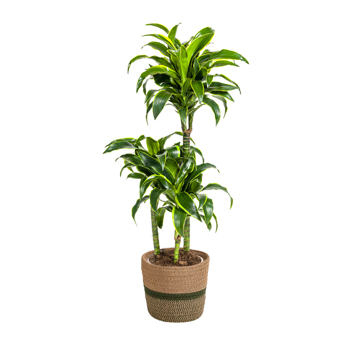 Dracaena Deremensis Dorado with basket Ø21cm - ↕100 - 120cm