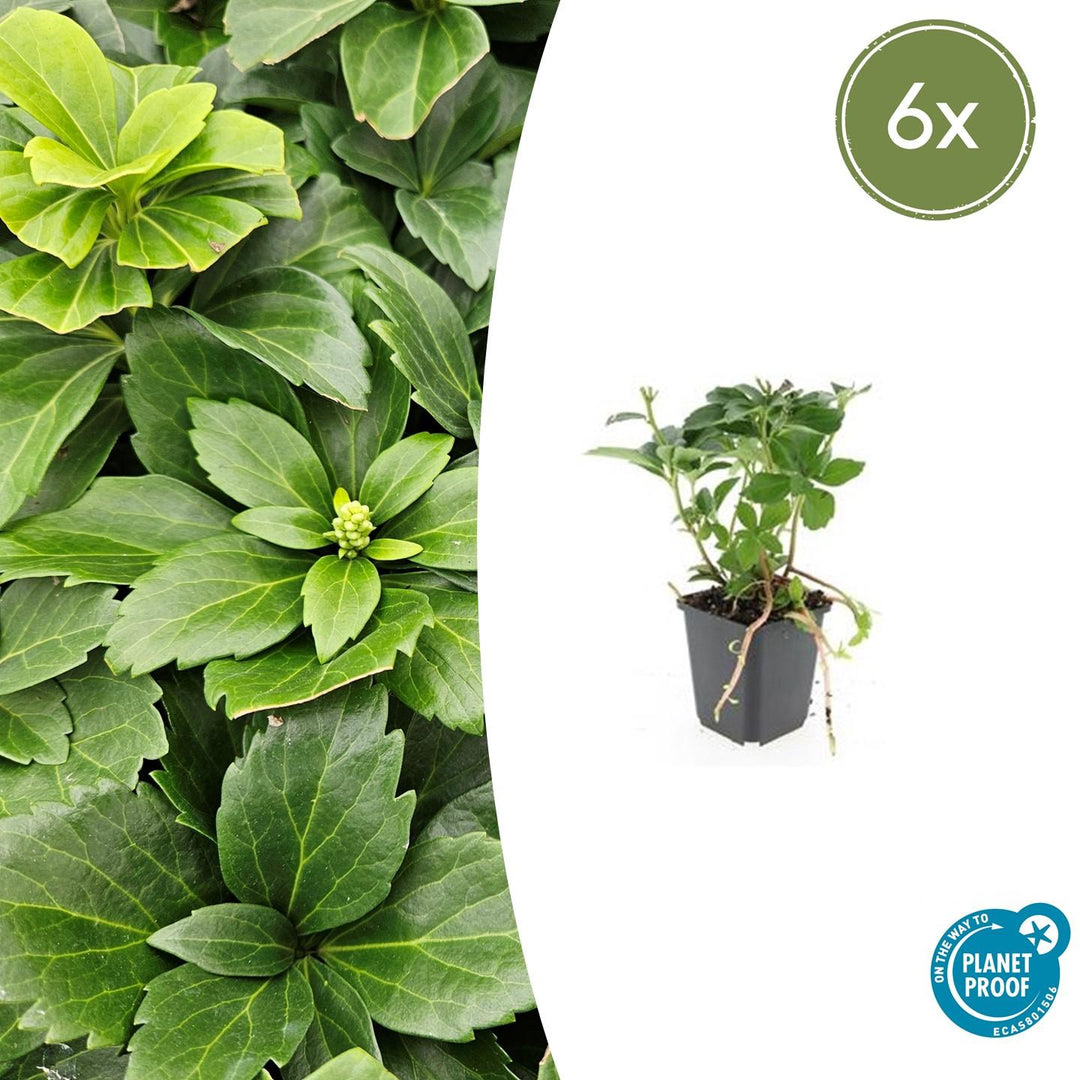 Pachysandra terminalis with glossy green oval leaves and yellow flower buds in black plastic pot, 10-25cm tall