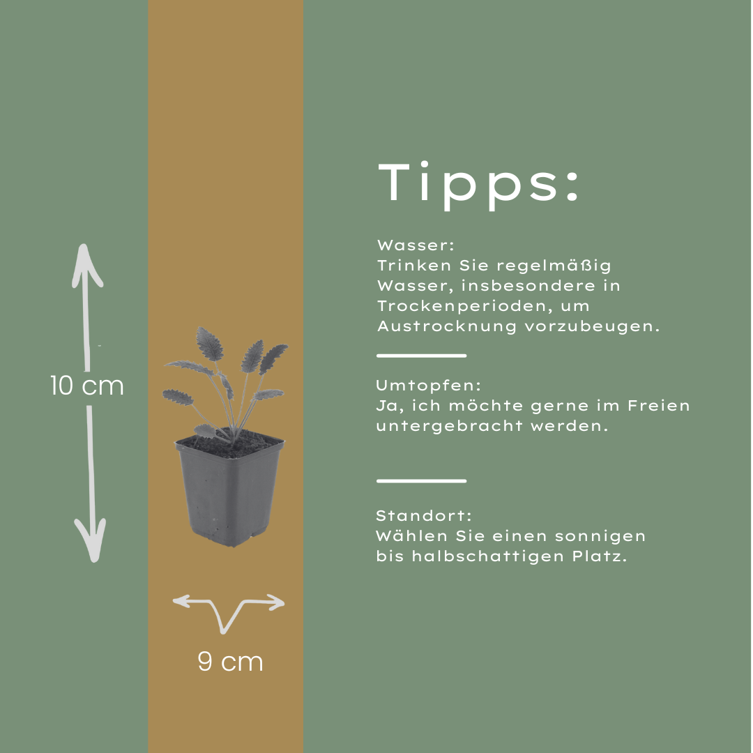 48x Sanguisorba o. 'Tanna' - ↕10-25cm - Ø9cm