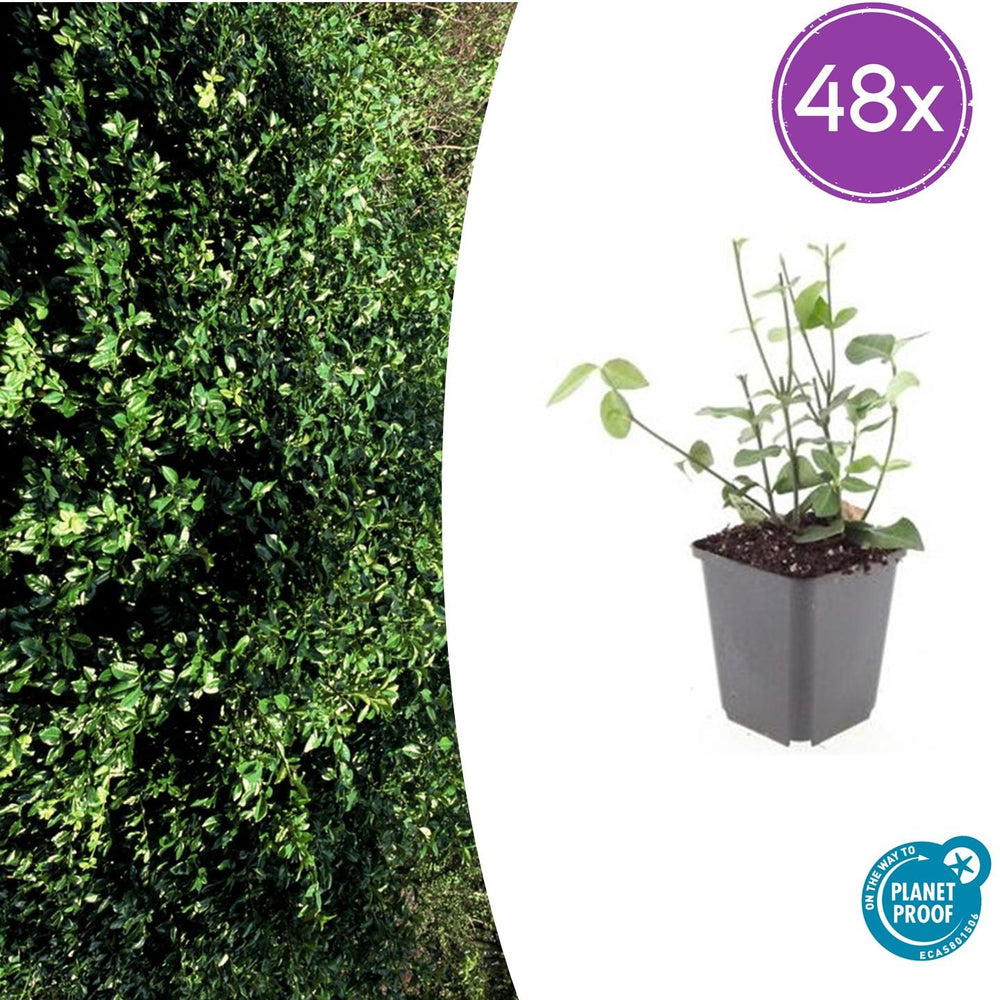 Purple wintercreeper euonymus in 9cm grey pot with small oval green leaves and thin stems, shown as individual specimen plant