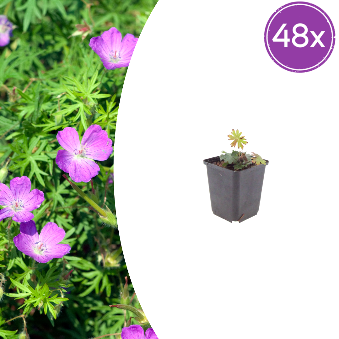 48x Geranium sanguineum - ↕10-25cm - Ø9cm