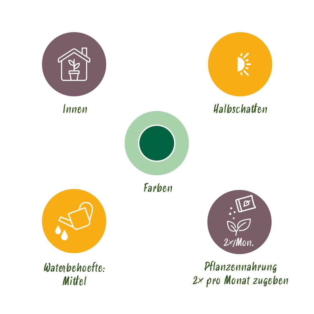 Kentia Palm — Howea forsteriana in White Pot, Ø21cm, 120–130cm