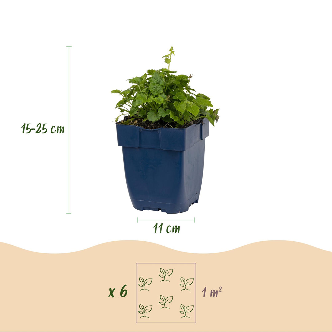 24 Campanula poscharskyana 'Lisduggan Variety' plants in 11cm pots - view 3