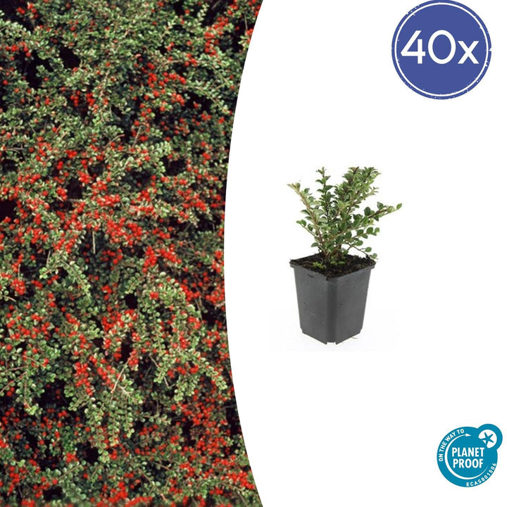 40x Cotoneaster horizontalis Ground Cover - Hardy Shrub 10-25cm