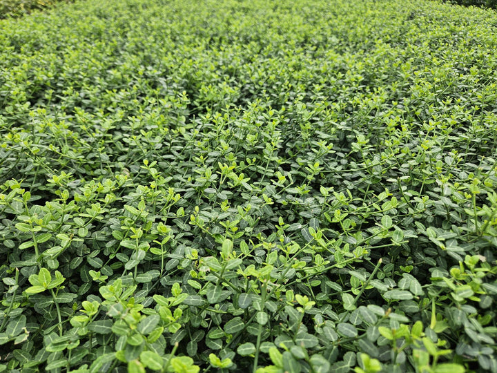 60x Euonymus Minimus - Compact Evergreen Ground Cover - 9cm Pot