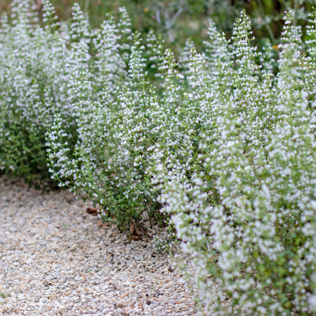 24x Calamintha n. nepeta - ↕10-25cm - Ø9cm