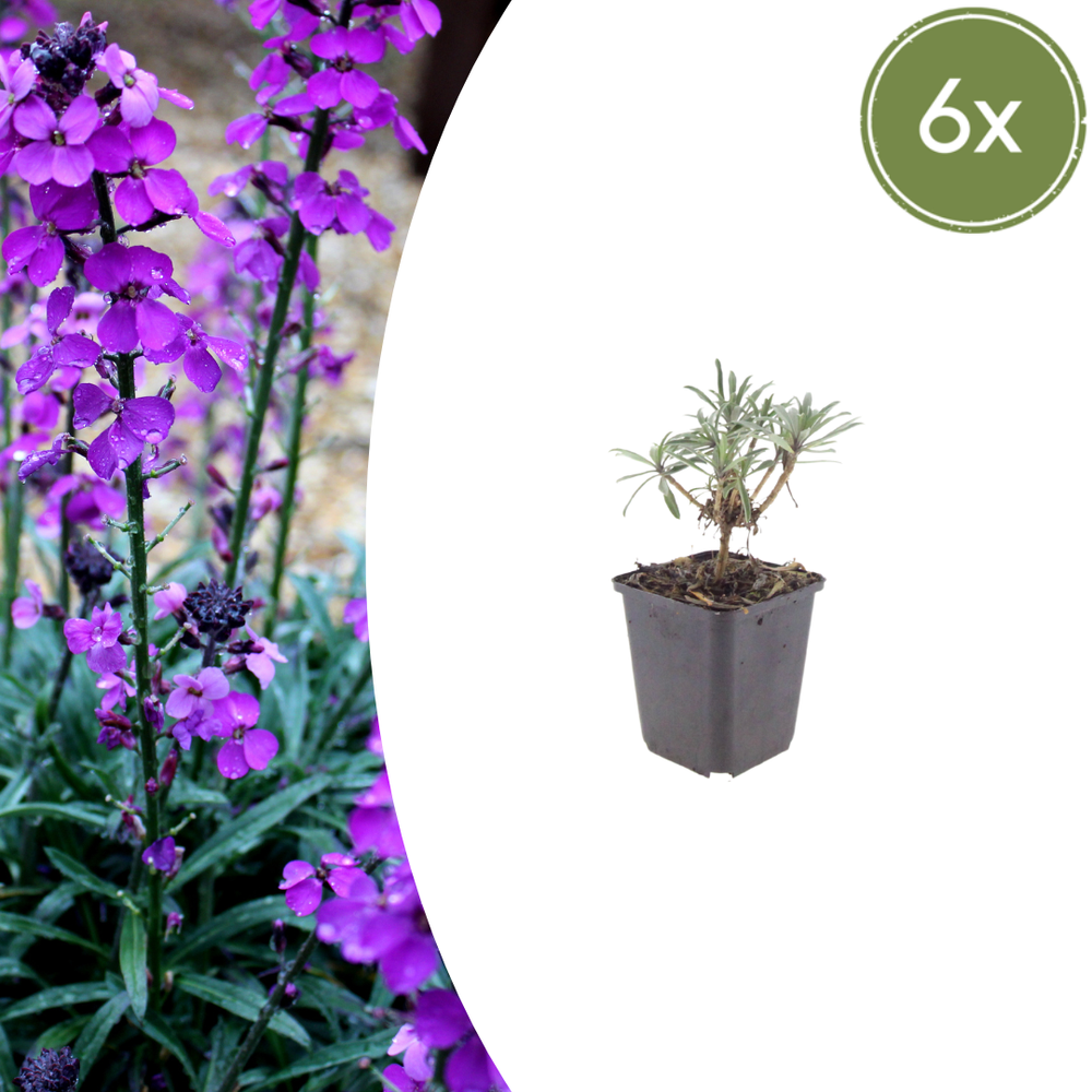 Healthy foliage and strong roots close-up of 6x Erysimum 'Bowles' Mauve' - ↕10-25cm - Ø9cm