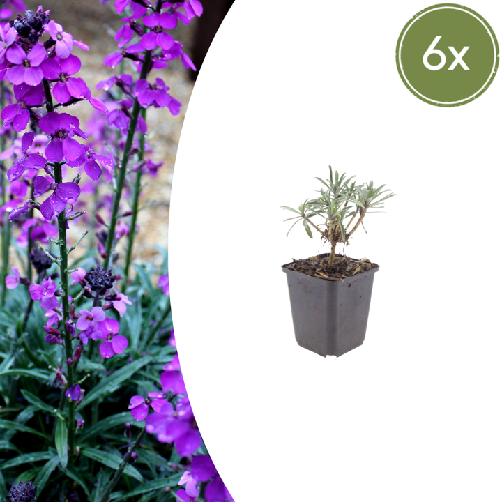 Healthy foliage and strong roots close-up of 6x Erysimum 'Bowles' Mauve' - ↕10-25cm - Ø9cm