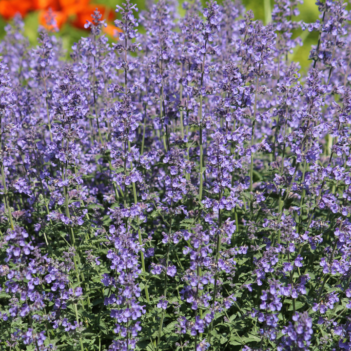 Dense clump of catmint with purple-blue flower spikes and narrow green foliage in 9cm pot, garden setting