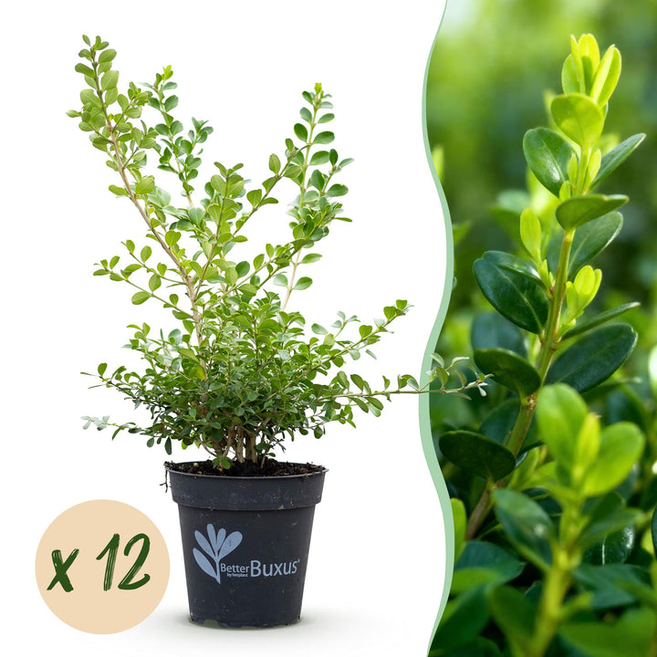 12 BetterBuxus Babylon Beauty box hedging plants in 13cm pots