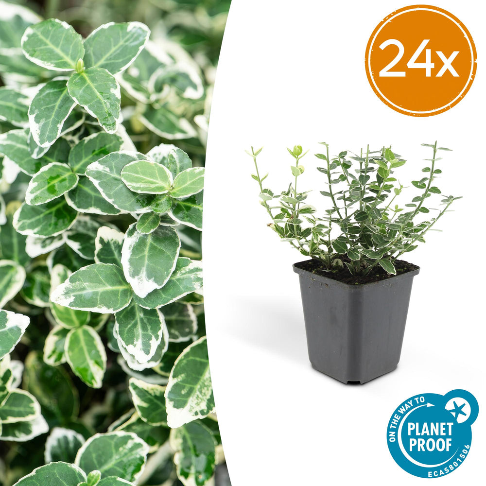 Euonymus Emerald Gaiety with variegated green and white oval leaves in black square pot, 24-pack quantity indicator shown