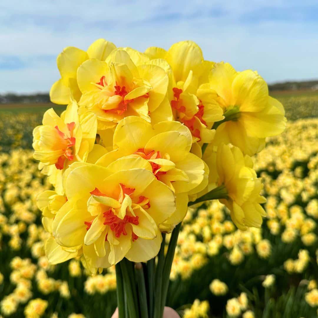 Medium Narcissus Mix - 50 Bulb Sustainable Value Pack