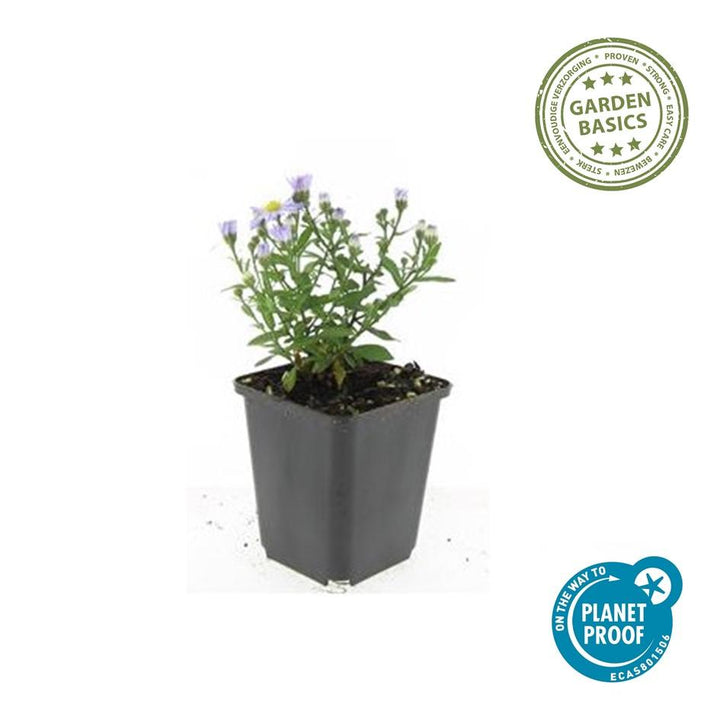 Aster Dumosus 'Prof. Anton Kippenberg': Vibrant Purple Blooms for Autumn Gardens – Buy Now!