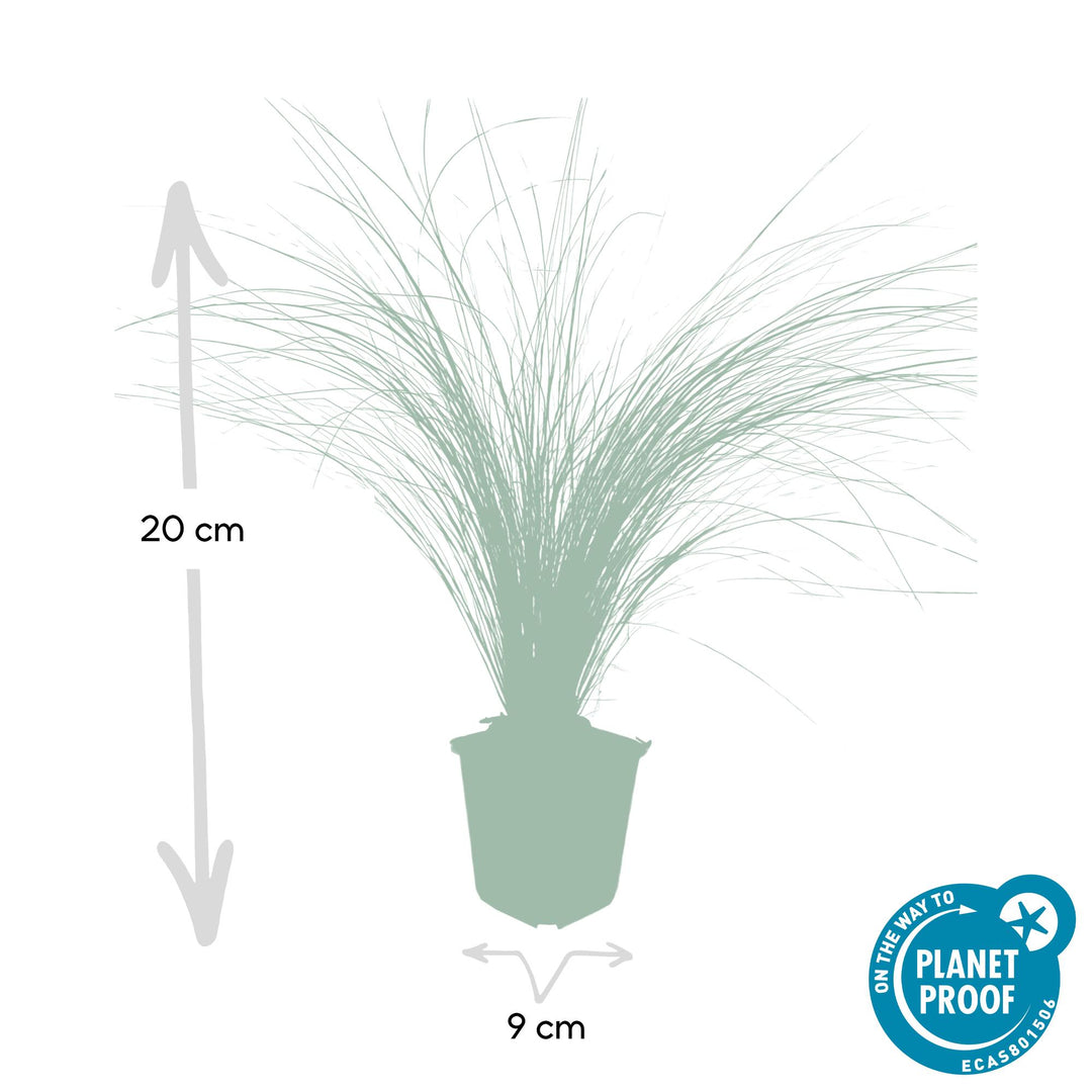 Healthy foliage and strong roots close-up of 6x Stipa tenuissima 'Ponytails' - ↕10-25cm - Ø9cm