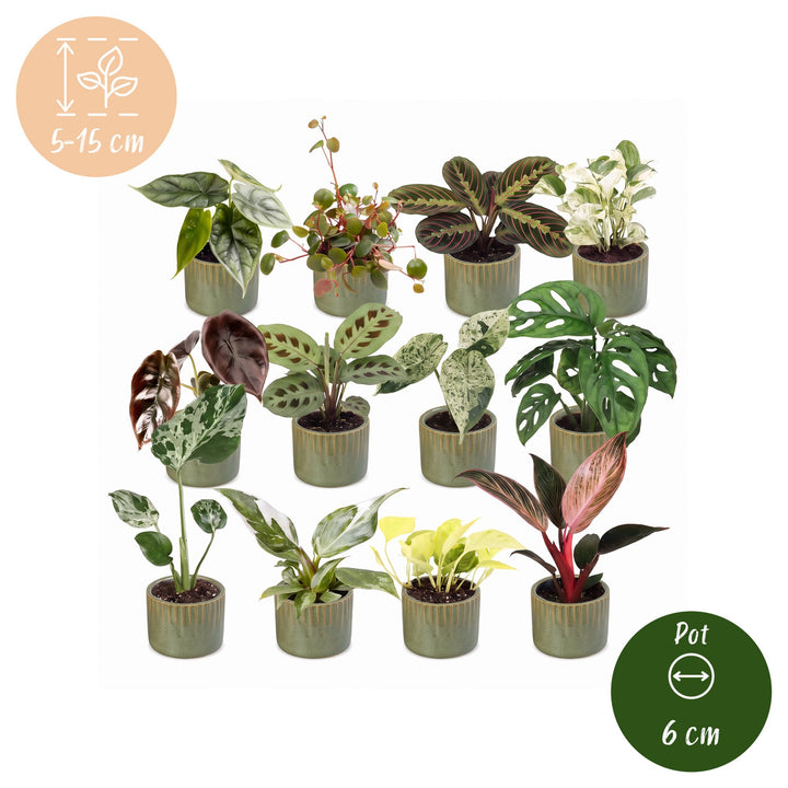 12 Baby Plants Surprise Box tropical mix, Ø6cm pots, image 5