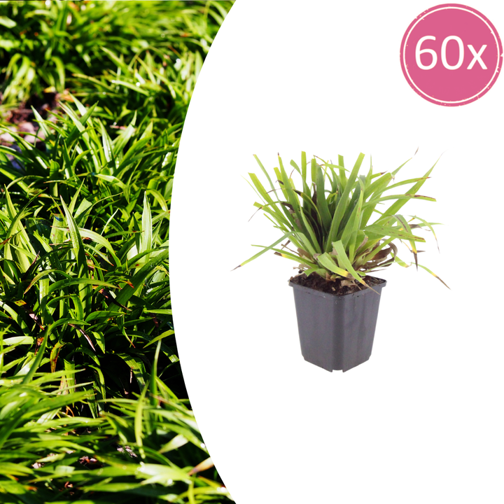 Luzula sylvatica with narrow green and burgundy striped leaves in grey 9cm pot, 10-25cm tall