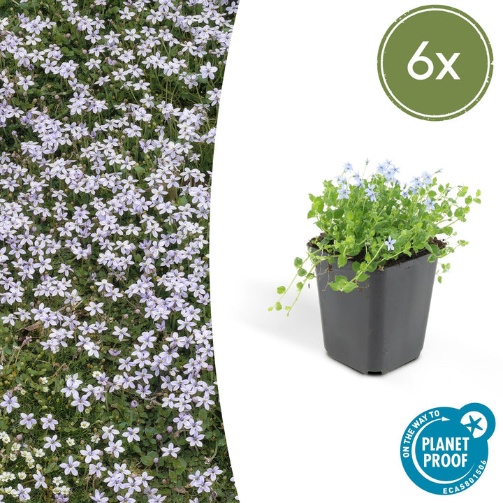 Six isotoma fluviatilis plants in black pots, small green leaves with pale blue flowers, trailing habit visible