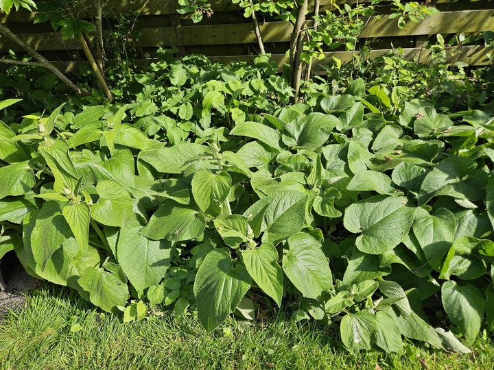 6x Phlomis russeliana - ↕10-25cm - Ø9cm alternative angle showing habit and leaf structure
