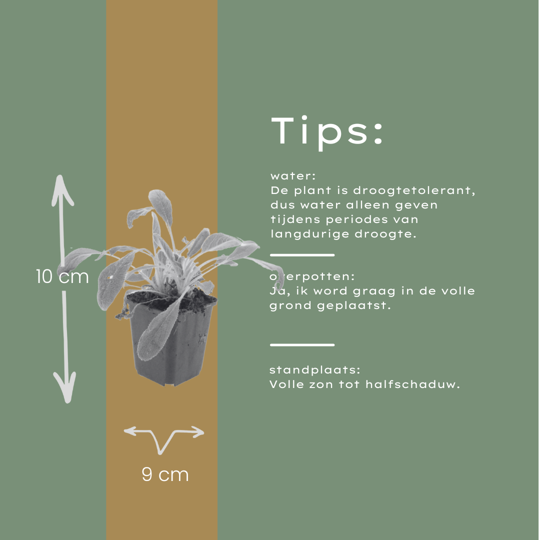48x Stachys byzantina - ↕10-25cm - Ø9cm