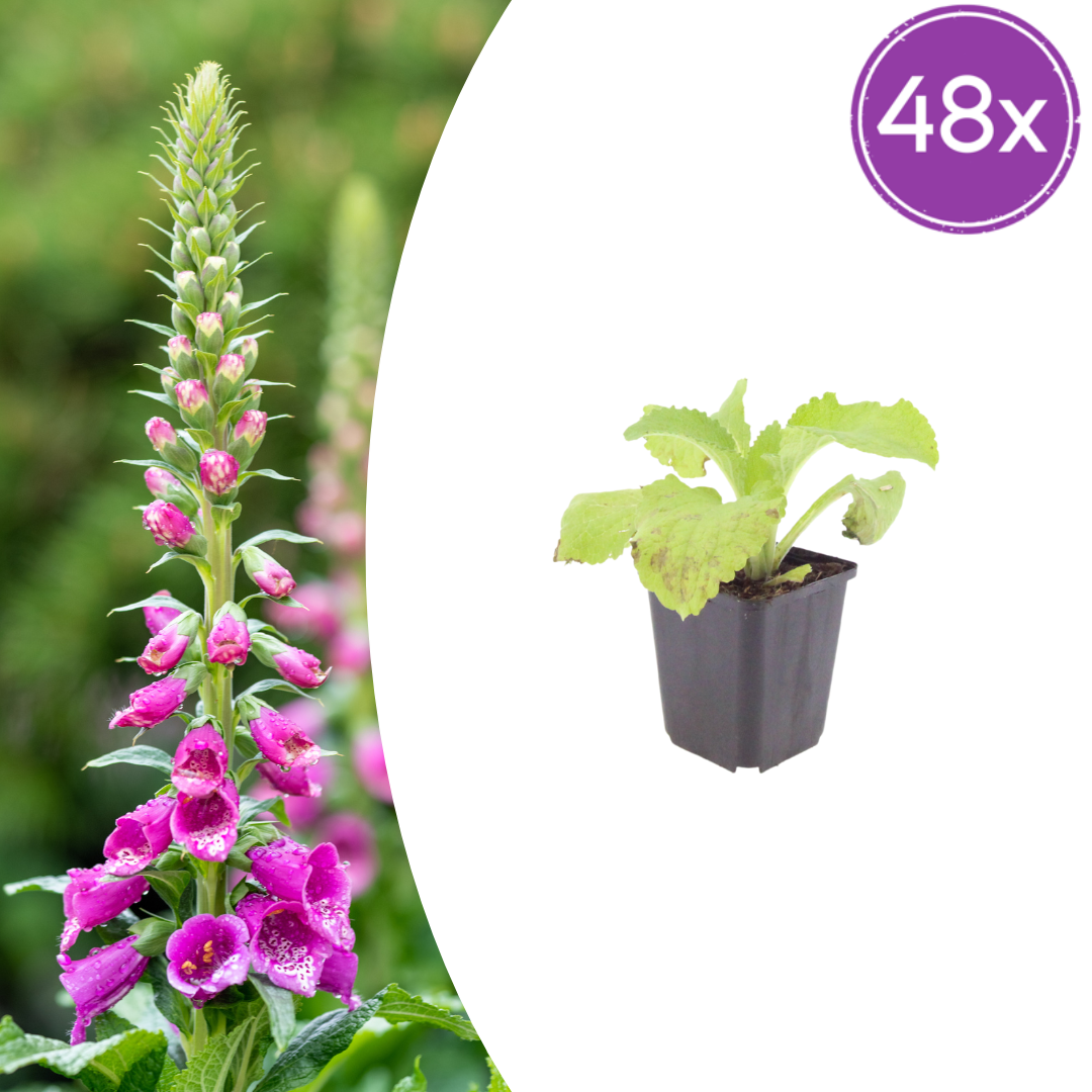 48x Digitalis purpurea - ↕10-25cm - Ø9cm
