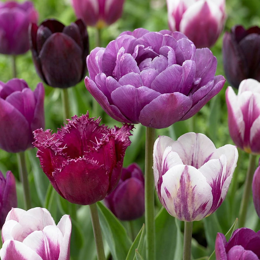 Tulipa Blueberry Mix in flower, goblet-shaped blooms on straight upright stems, 280-bulb pack for Irish gardens