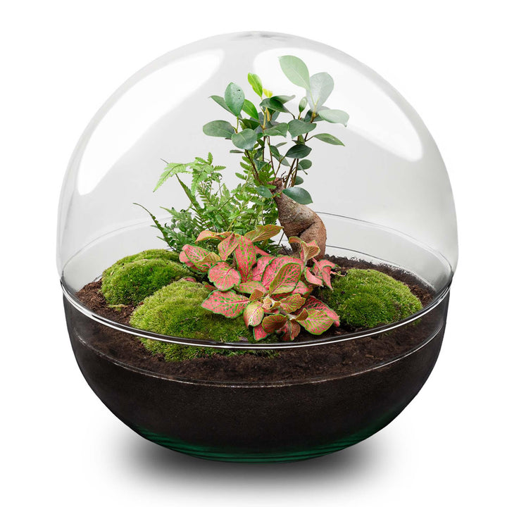 DIY Terrarium Kit - Dome XL Ficus Bonsai - 30cm - with Planting Tools