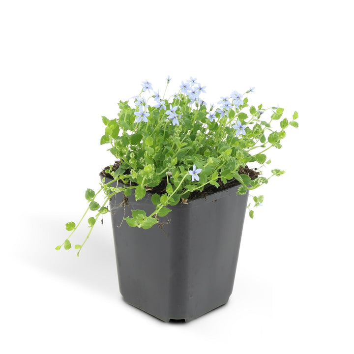 48x Blue Star Creeper Isotoma fluviatilis 9cm Pots - Bulk Pack
