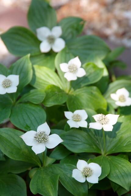 20x Cornus Canadensis Plants - Bunchberry Ground Cover - 10-25cm