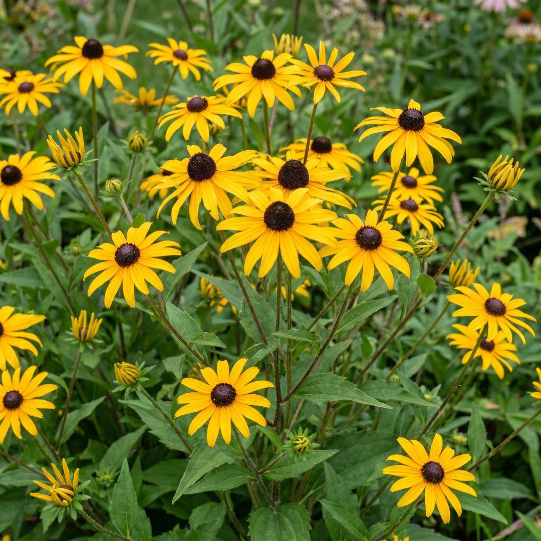 6 Rudbeckia 'Goldsturm' black-eyed susan plants in 11cm pots - view 5