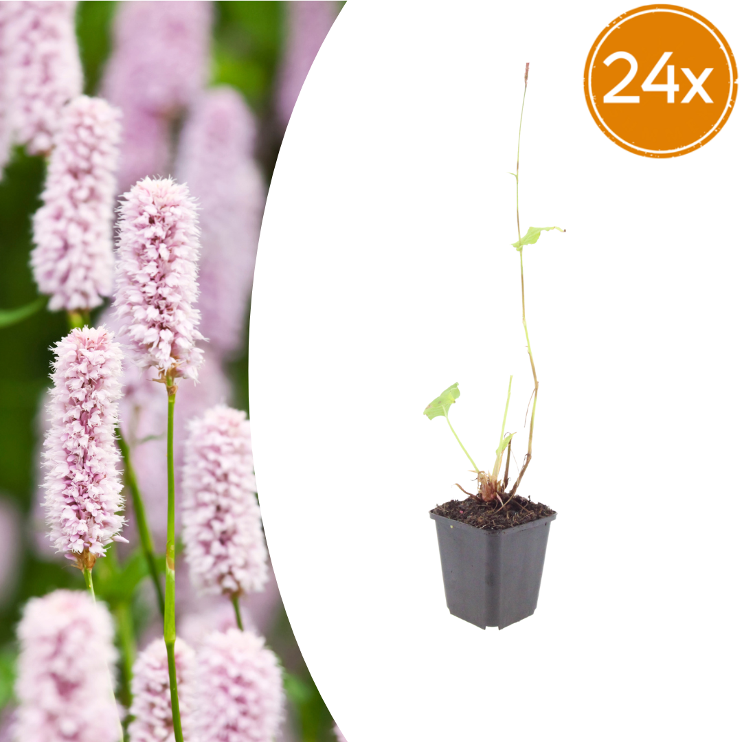 24x Persicaria bistorta - ↕10-25cm - Ø9cm