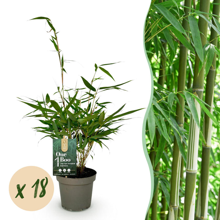 18 Fargesia robusta Pingwu clumping bamboo plants in 14cm pots