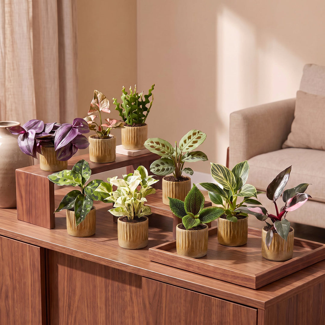 9x Baby Plants Surprise Box - Linnea Honey – PlantGift.ie