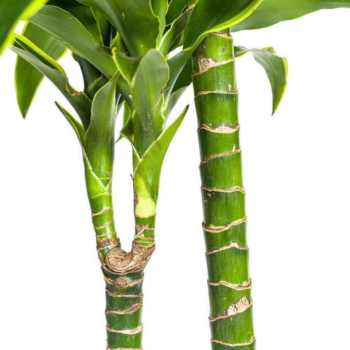 Dracaena Deremensis Dorado with basket Ø24cm - ↕120 - 140cm