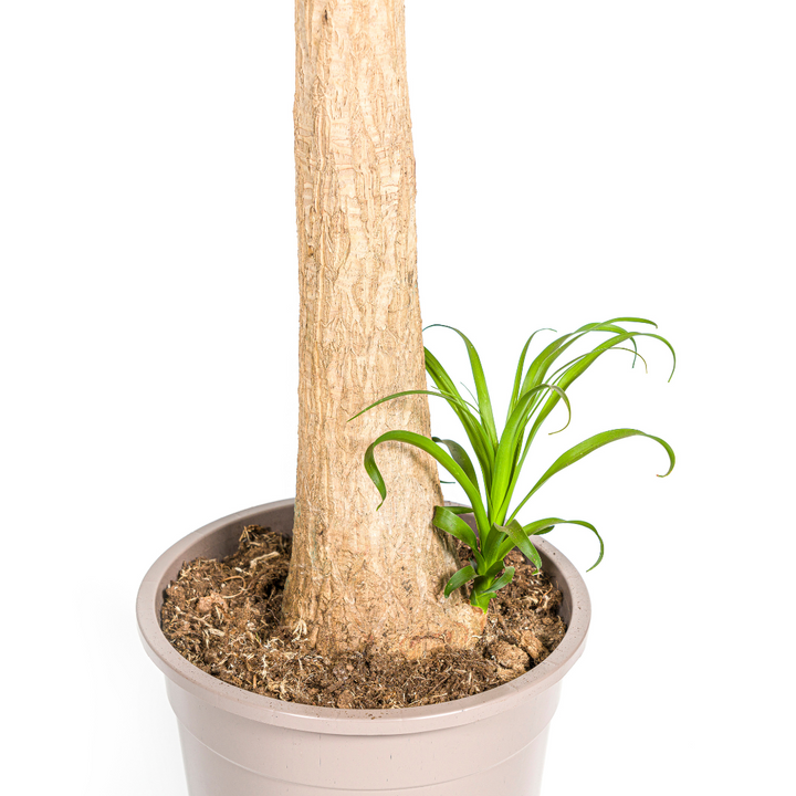 Beaucarnea Recurvata Stem 110-130cm — Ponytail Palm in 27cm pot