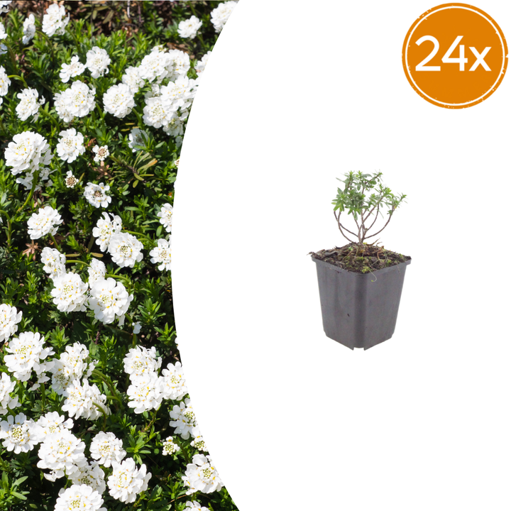 Candytuft with white double flowers and green foliage in grey plastic pot, 10-25cm tall, shown as 24x pack