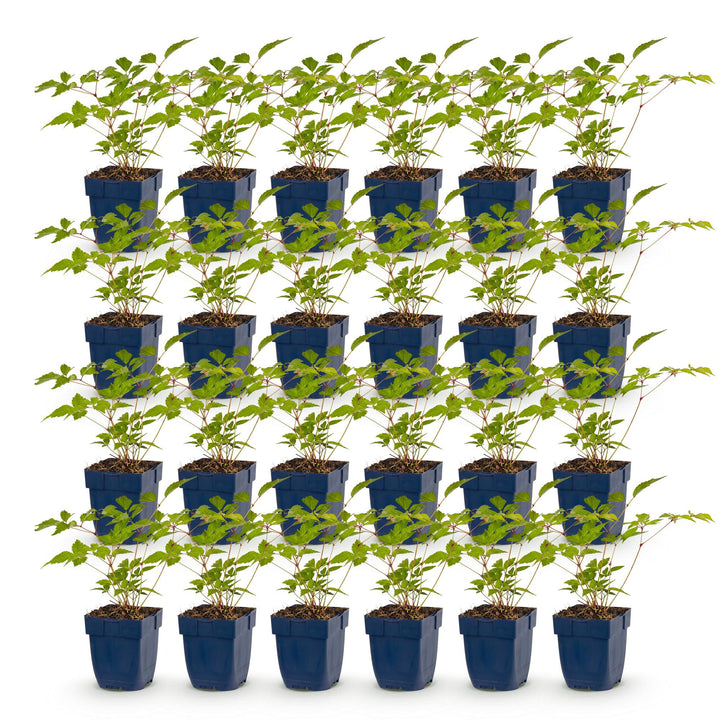 24 Astilbe japonica 'Europa' plants in 11cm pots, 15-25cm tall